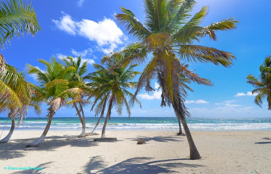 spiaggia di Mahahual messico con palme