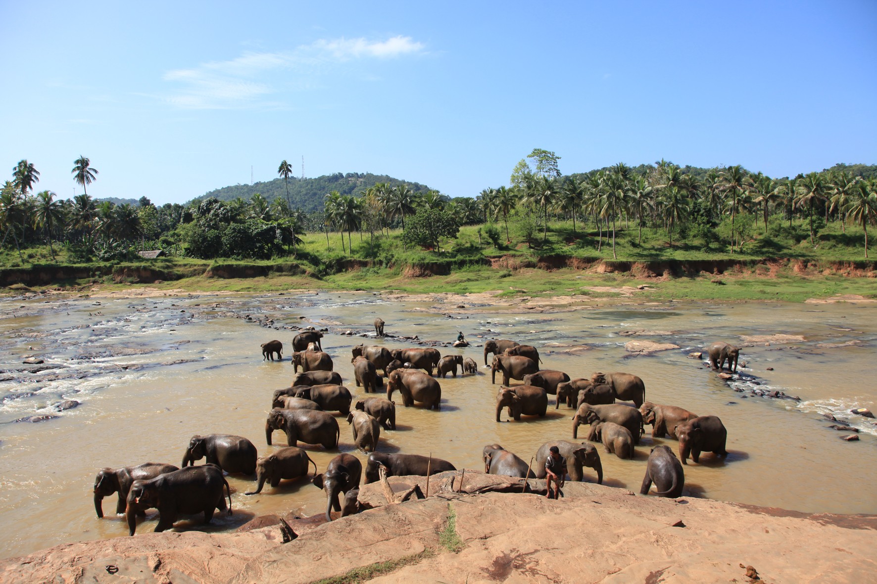 Sri_Lanka elefanti