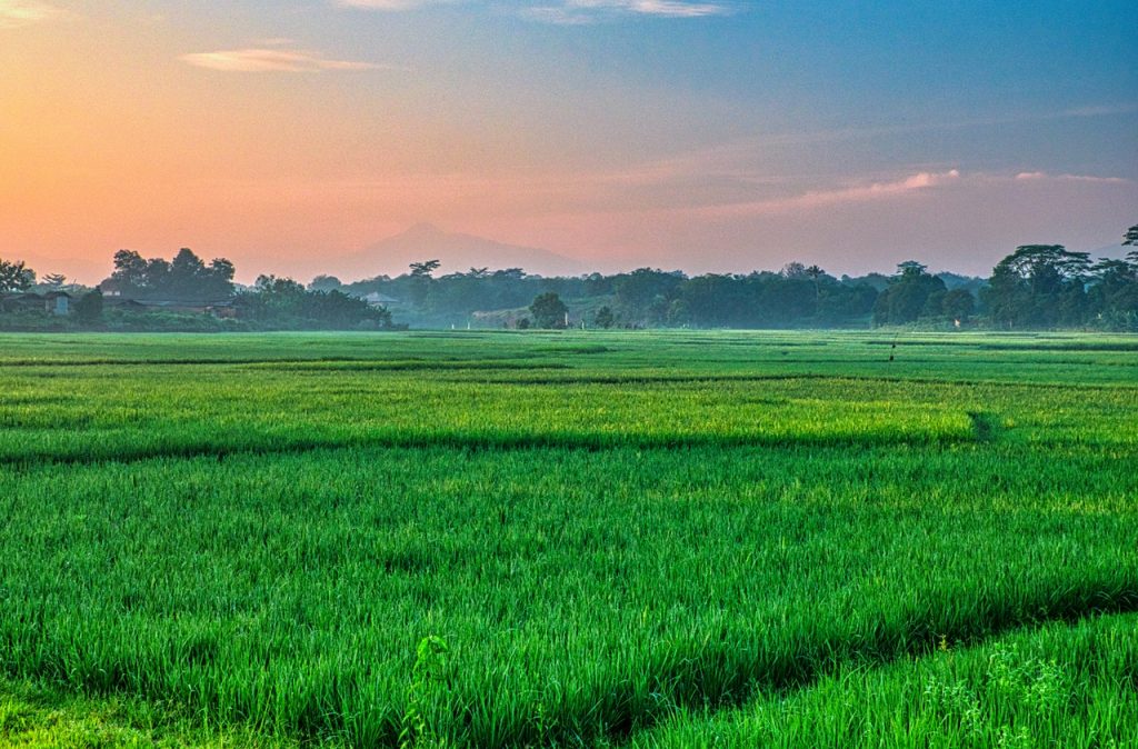 Indonesia campi coltivati
Foto di Tom Fisk da Pexels
