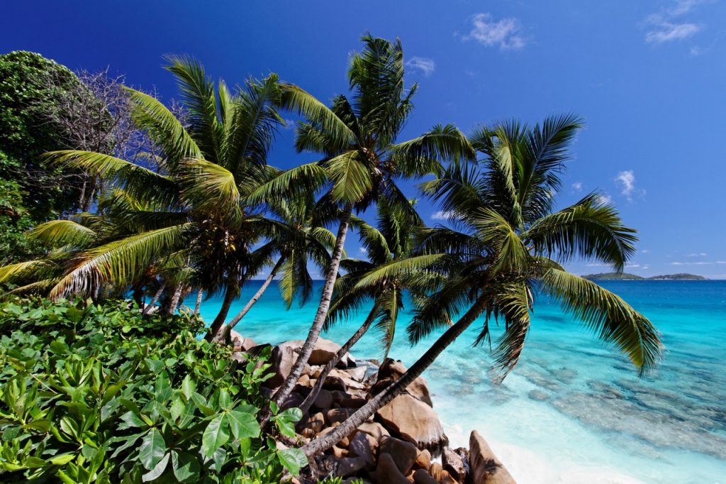 Seychelles spiaggia con palme e mare azzurro 