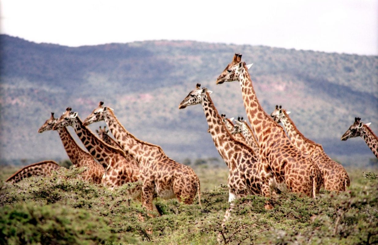 Gruppo di Giraffe nella savana che corrono