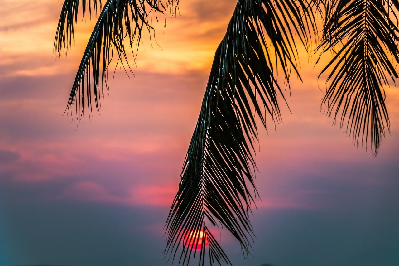 Palma al tramonto tropici