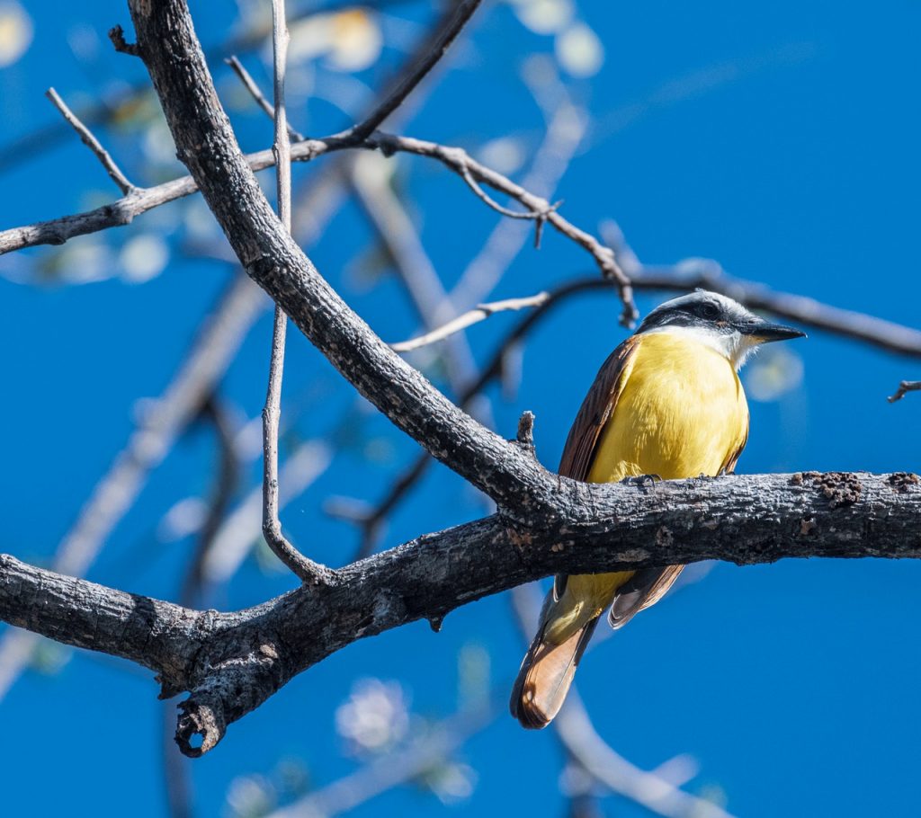 Costa Rica uccello su un albero parco naturale 