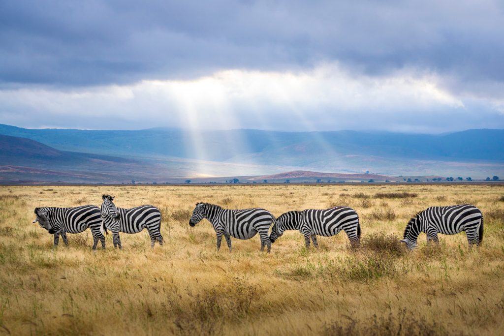 Amboseli National Park (Kenya)