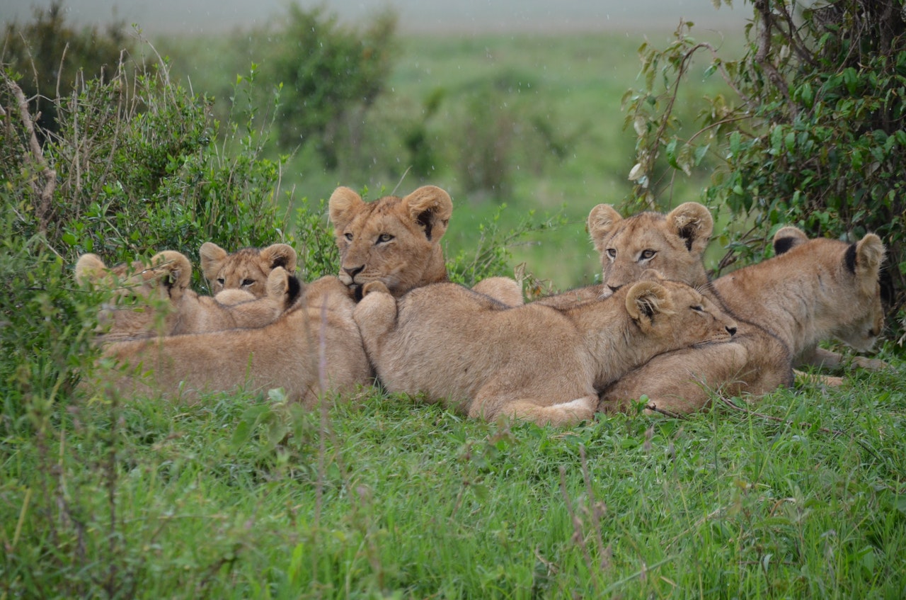 Riserva Nazionale di Samburu (Kenya)