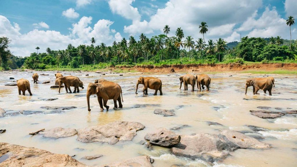 Orfanotrofio degli elefanti di Pinnawala