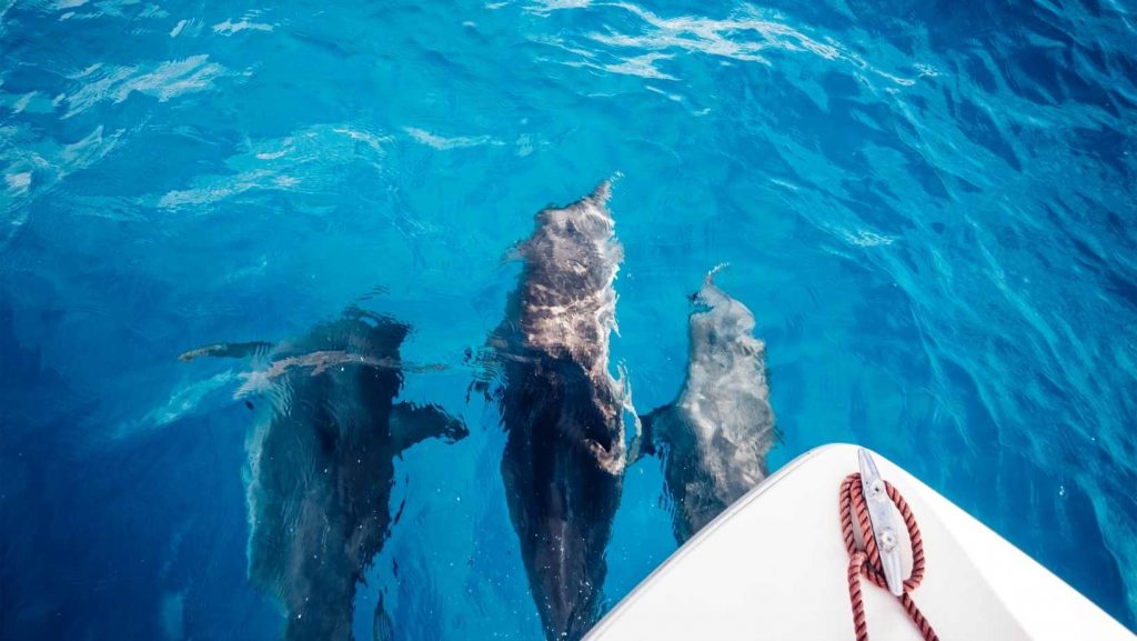 delfini a znazibar foto dalla barca