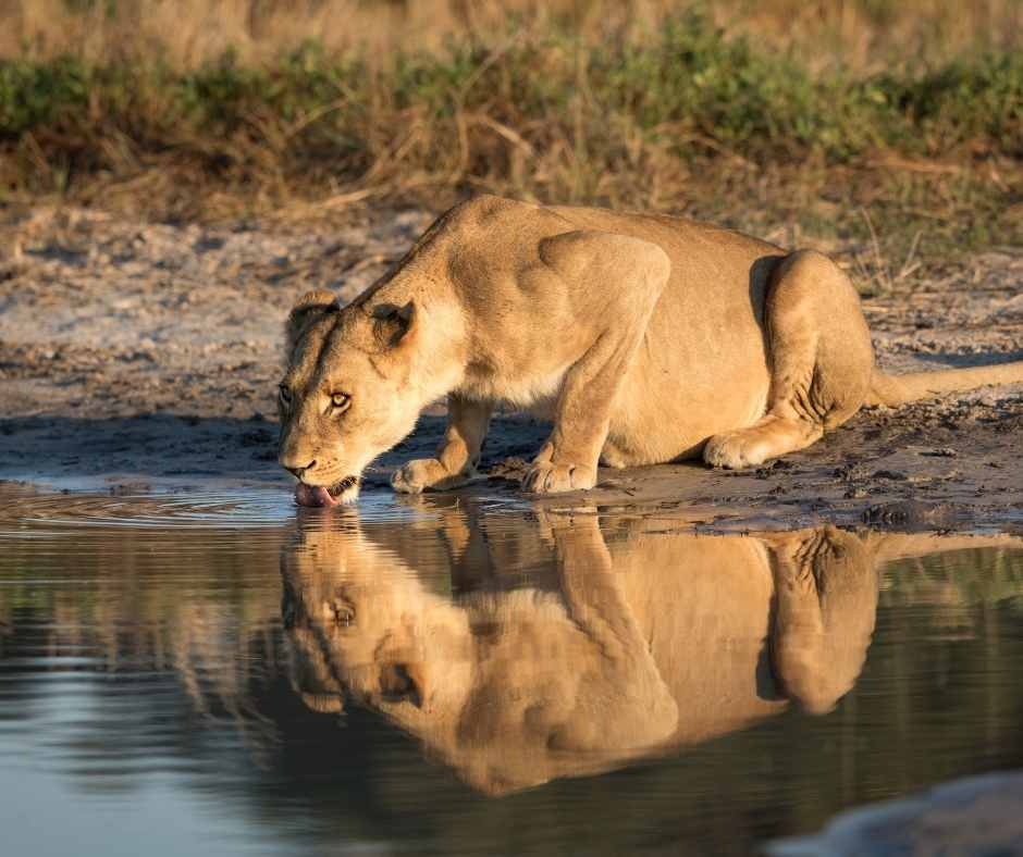 Parco Nazionale di Chobe (Botswana)