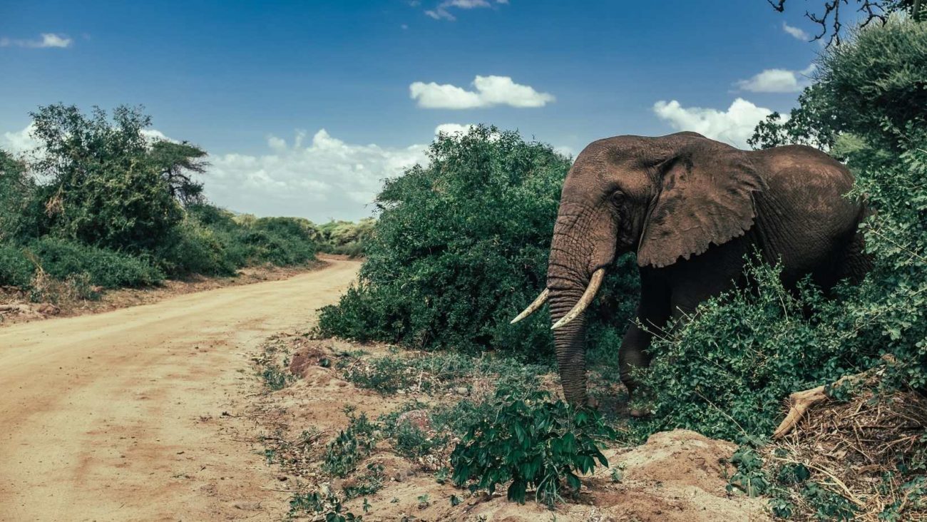 elefante che cammina
