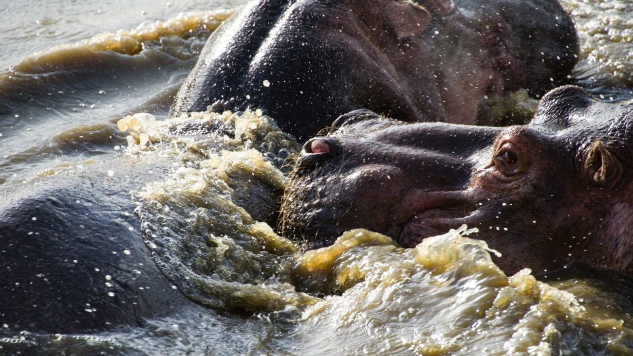 ippopotami in acqua
