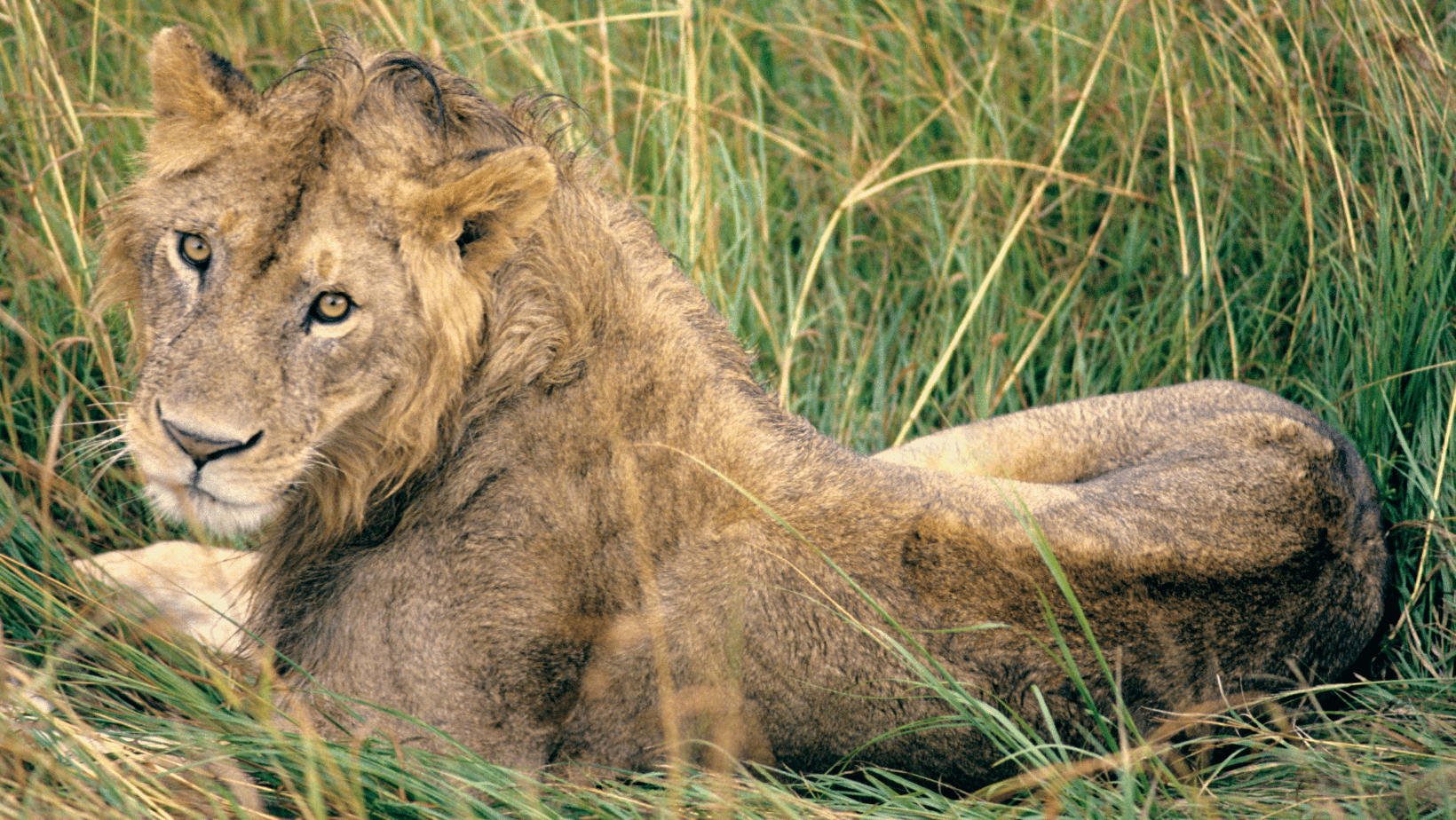 Ngorongoro Conservation Area (Tanzania): Patrimonio Umanità UNESCO Leone