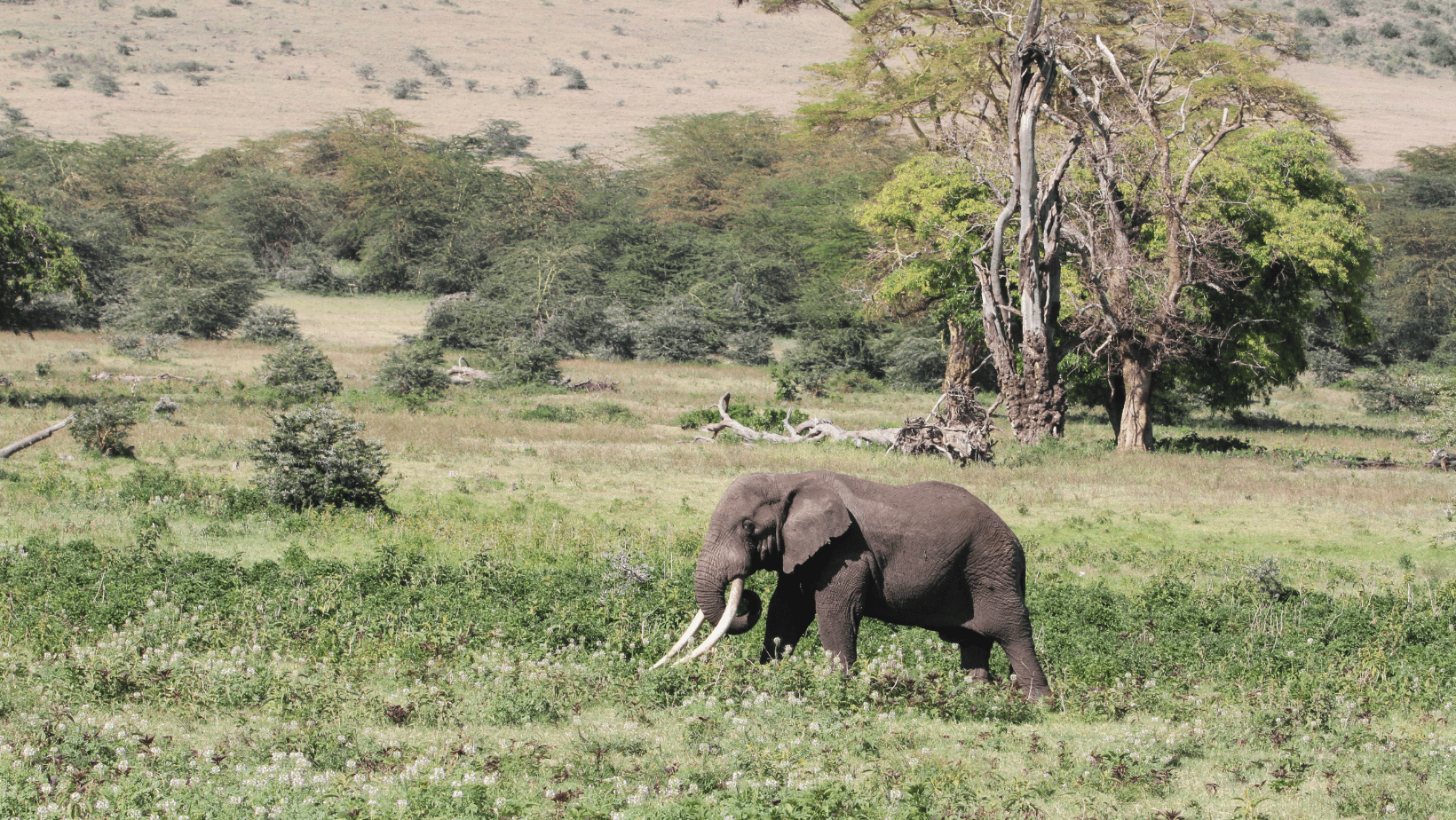 Ngorongoro Conservation Area (Tanzania): Patrimonio Umanità UNESCO