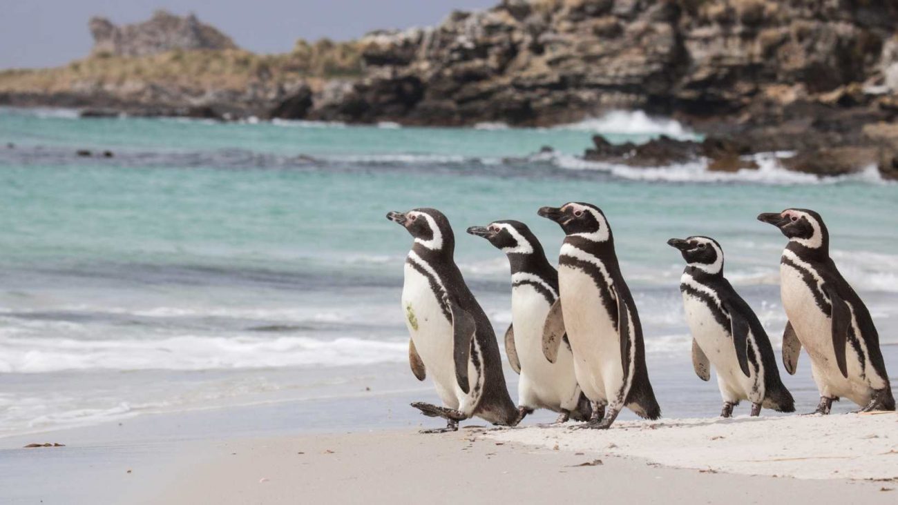 Pinguini sulla spiaggia