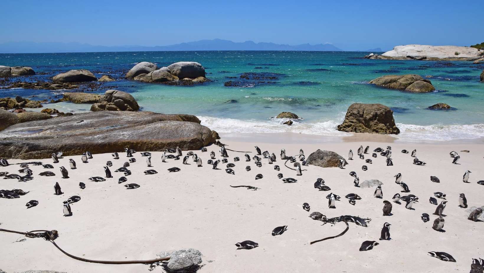 Boulders Beach (Sudafrica): spiaggia con colonia pinguini africani