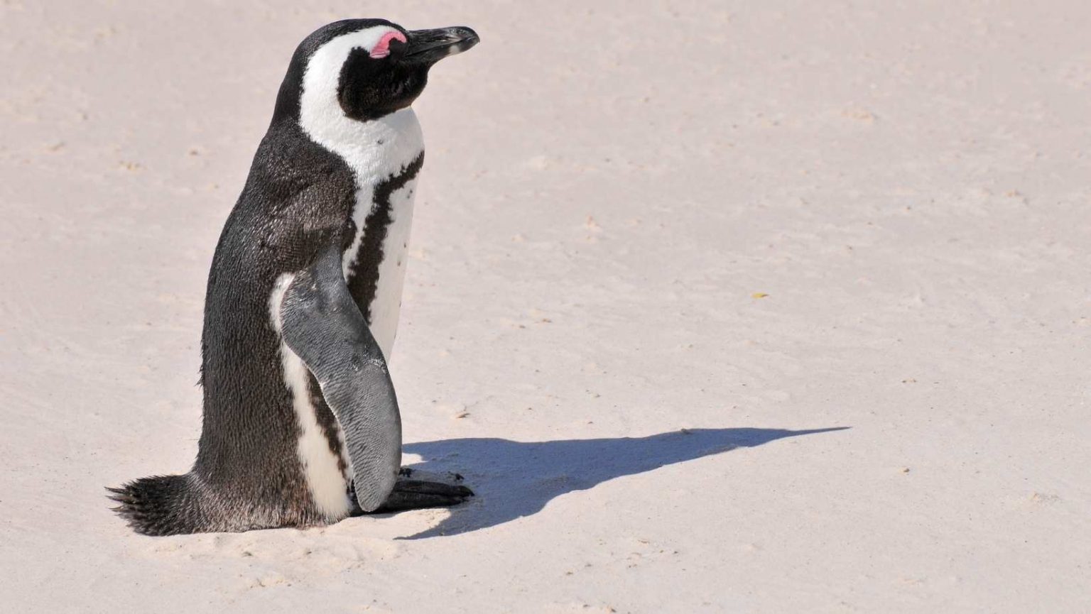 Boulders Beach (Sudafrica): spiaggia con colonia pinguini africani