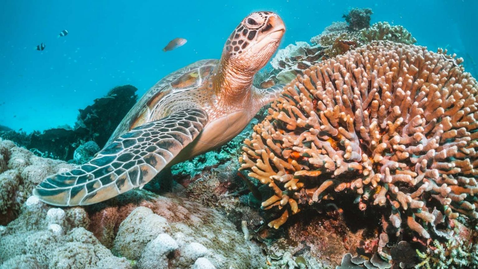 Oracabessa Bay Fish Sanctuary Jamaica Grandi Antille 