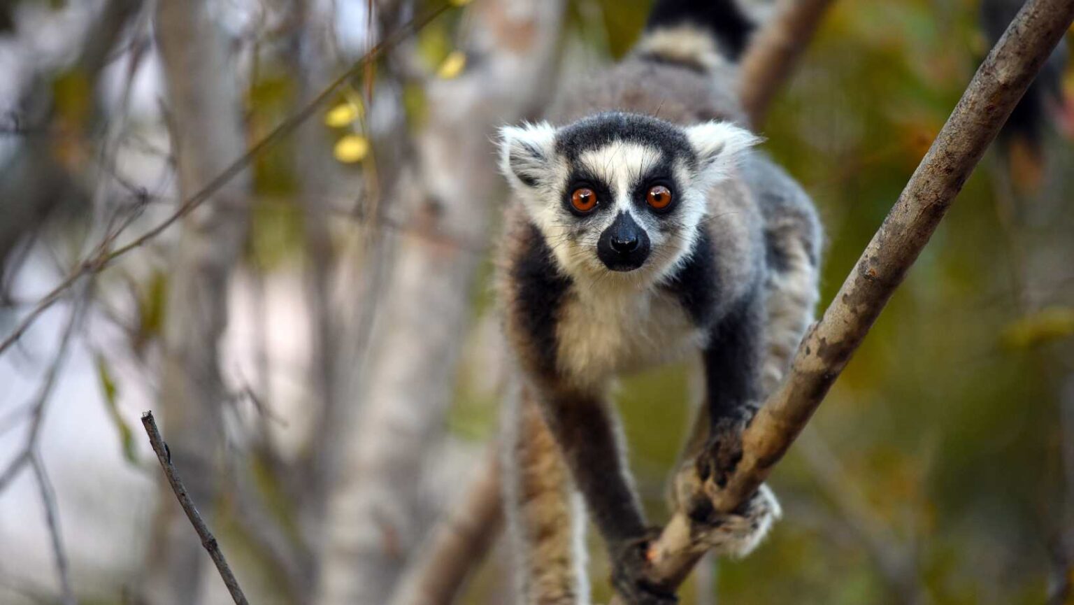 Madagascar (Africa): Stato insulare Oceano Indiano, biodiversità